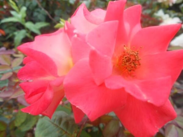Tangerine Tango - Image 2