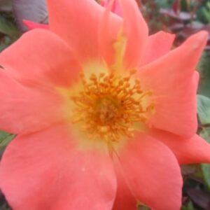 Tangerine Tango