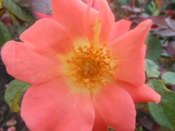 Tangerine Tango