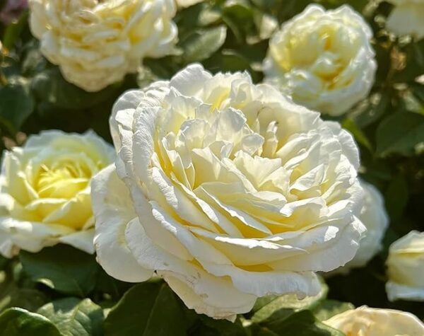 The Diamond Wedding Rose - Standard Rose Tree (80cm)