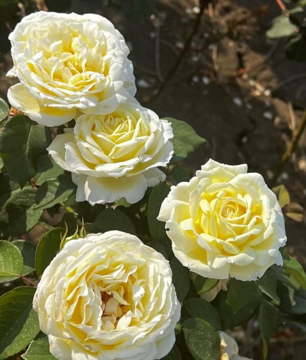 The Diamond Wedding Rose - Standard Rose Tree (80cm) - Image 2