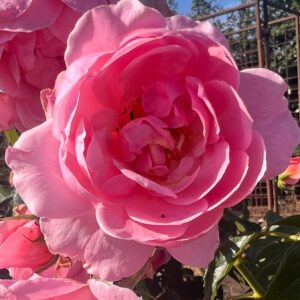 Anne's Rose