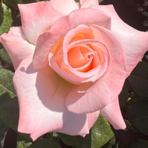 Bloom of Ruth
