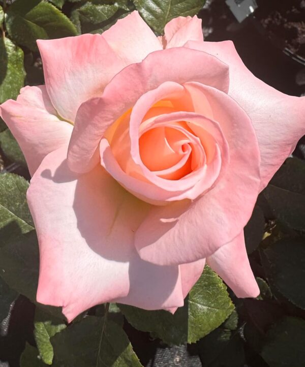 Bloom of Ruth