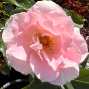 Jenny's Rose