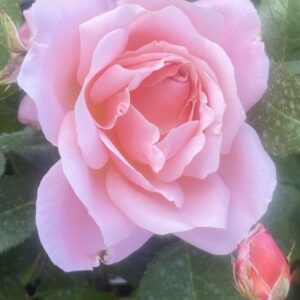 Jill's Rose