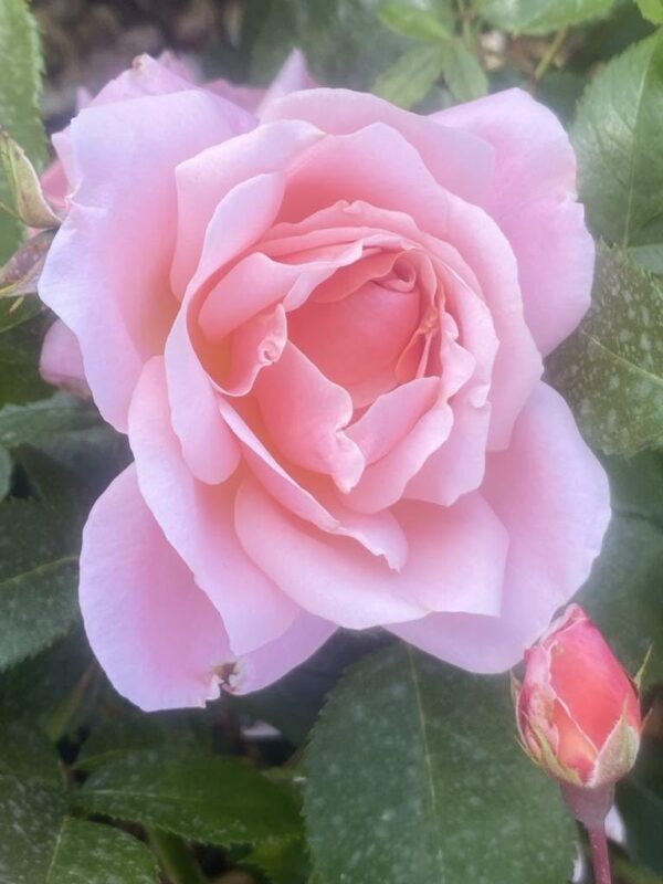 Jill's Rose