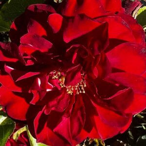 Katie's Rose