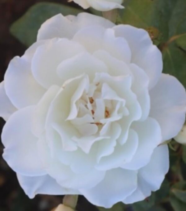 Margaret Merill