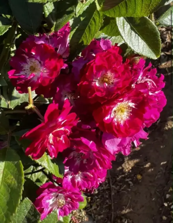 Perrenial Blue