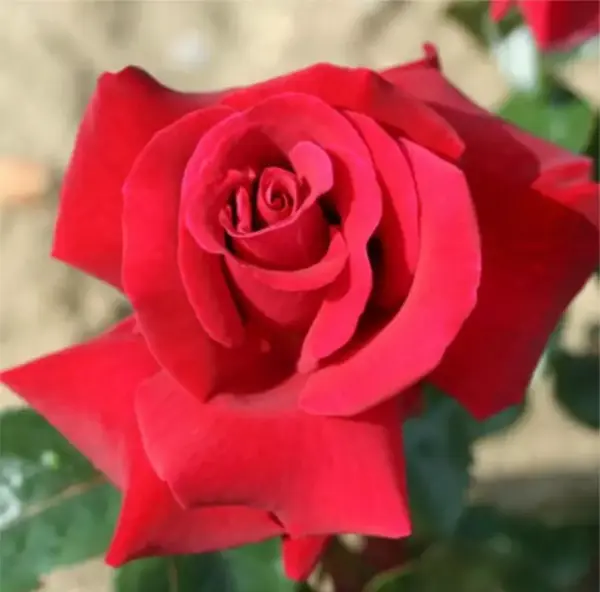 Tommy's Rose