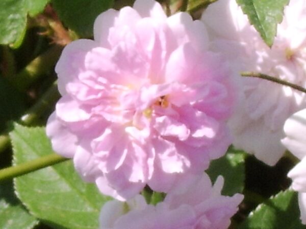Apple Blossom - Image 3