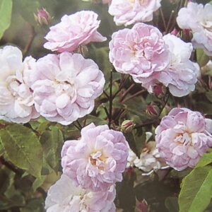 Apple Blossom