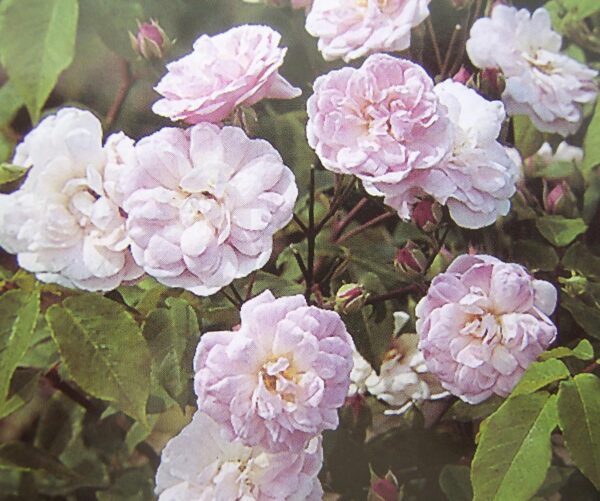 Apple Blossom