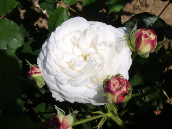 Boule de Neige - Image 3