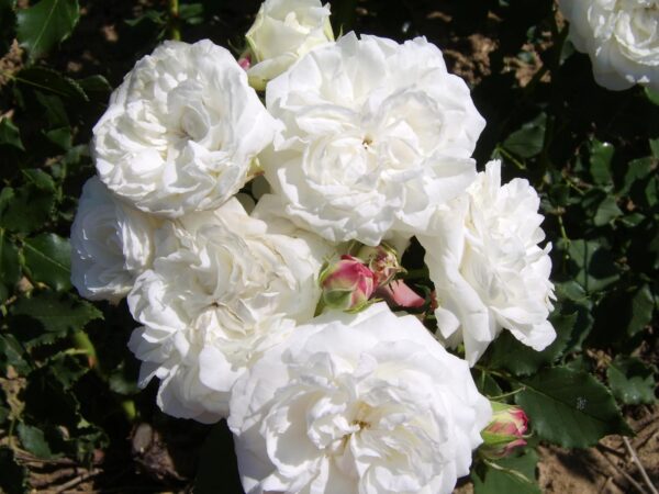 Boule de Neige