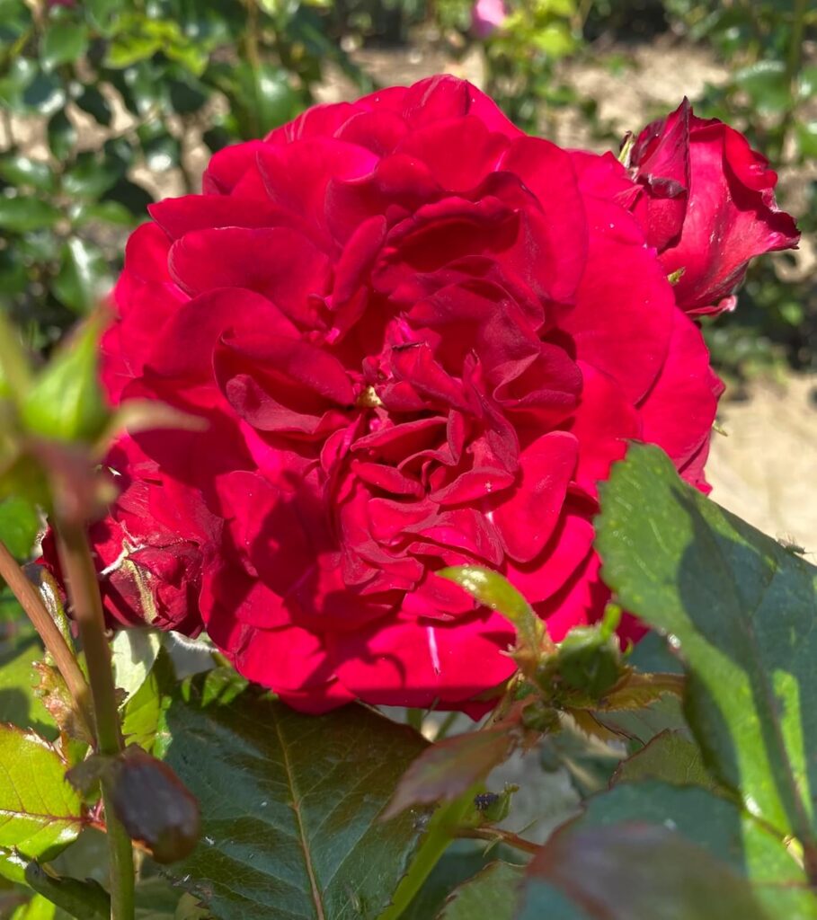 Christina – The Garden Rose Company