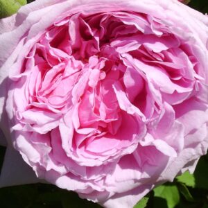 Comte de Chambord