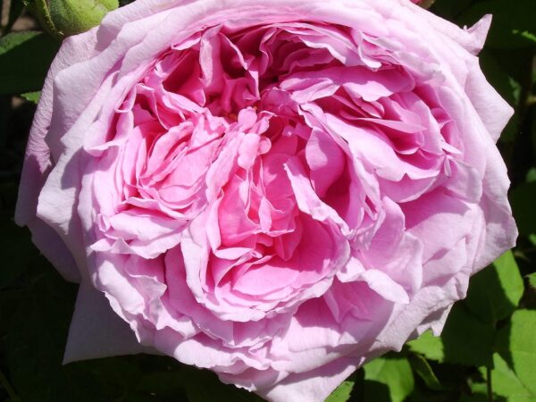 Comte de Chambord