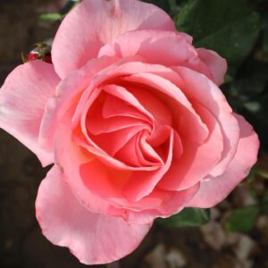 Deb's Delight