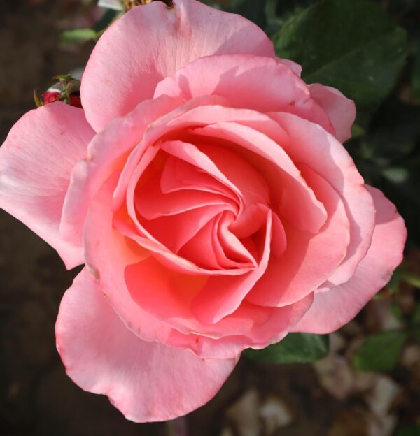 Deb's Delight
