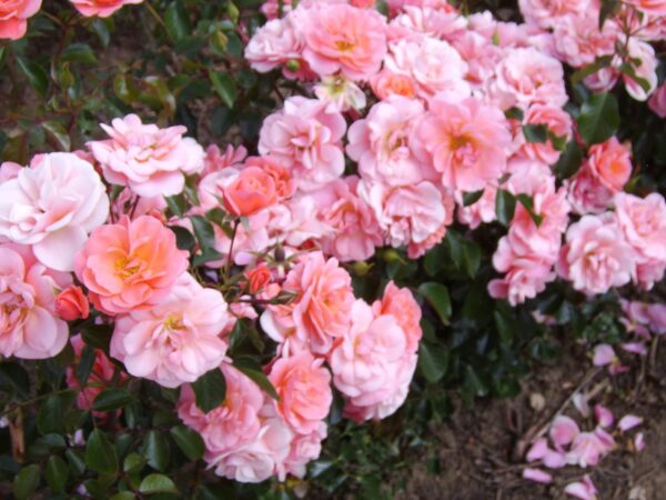 Fascination - Image 2