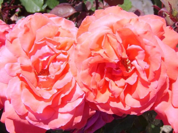 Fragrant Cloud - Image 2