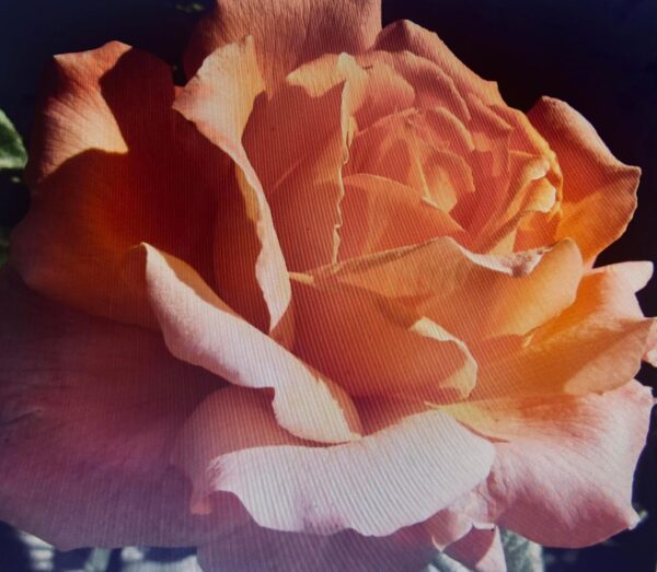 Heart of Gold - Image 2