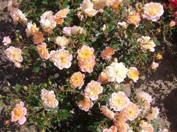 Honeybunch - Image 2