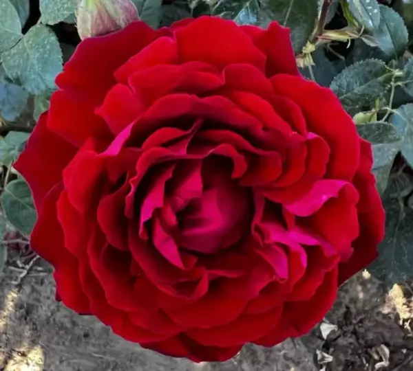 Isabel