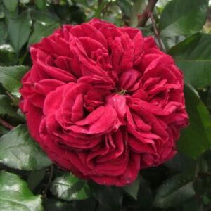 Souvenir du Dr. Jamain