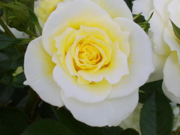 Summertime - Image 2