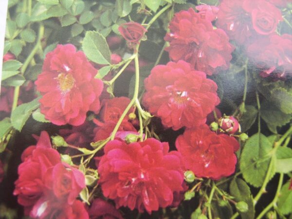 Super Excelsa - Image 2