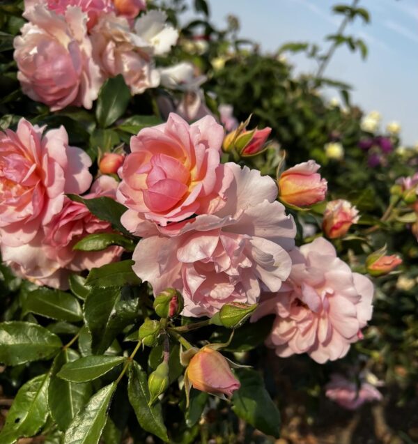 Happy Retirement Standard Rose Tree Budded at 80cm - Image 2