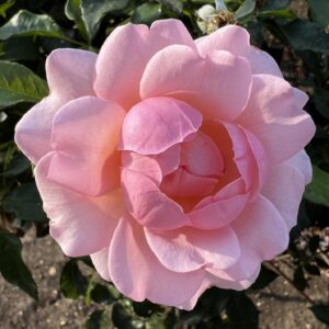 Happy Retirement Standard Rose Tree Budded at 80cm