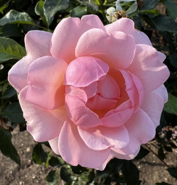 Happy Retirement Standard Rose Tree Budded at 80cm