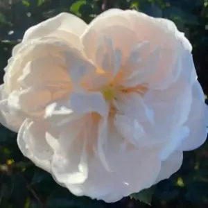 MacMillan Nurse Potted Standard Rose Budded at 100cm