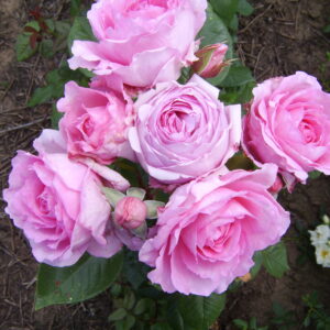 Mum in a Million Standard Rose Tree Budded at 100cm
