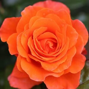 For You With Love