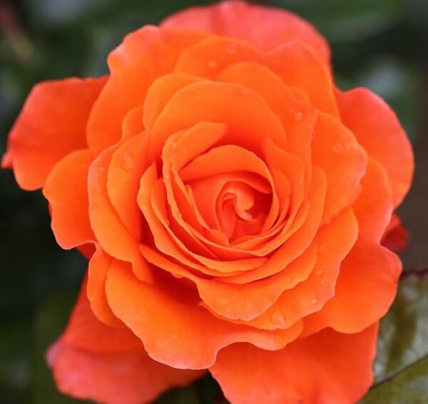 For You With Love