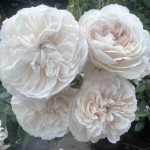 Peter James Richardson