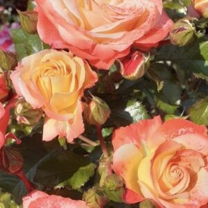 Tessa and Guy’ (Dicrayon)