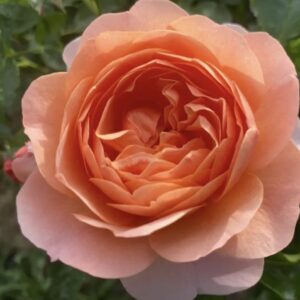 Duchess of Cornwall Standard Rose Tree Budded at 80cm