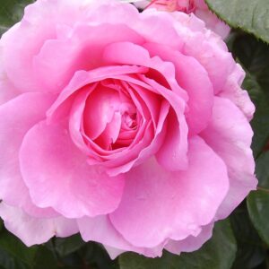 Millie Standard Rose Tree Budded at 80cm
